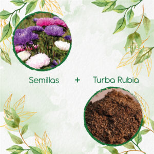 Kits De Siembra Para Aster Gigante De California