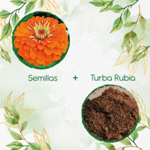 Kits De Siembra Para Zinnia Naranja