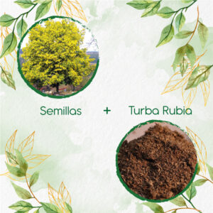 Kits De Siembra Para Acacia Amarilla