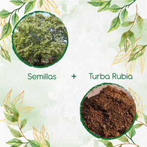 Kits De Siembra Para Acacia Blanca