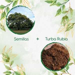 Kits De Siembra Para Acacia Negra