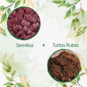 Kits De Siembra Para Aliso Rosa