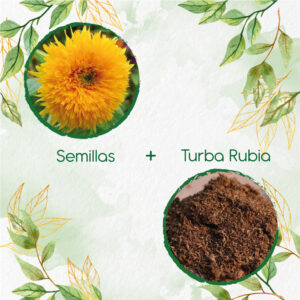 Kits De Siembra Para Girasol Enano