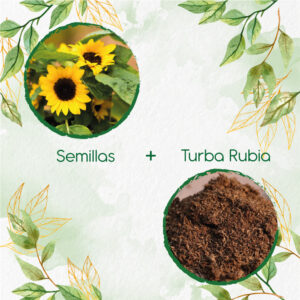 Kits De Siembra Para Girasol Mini