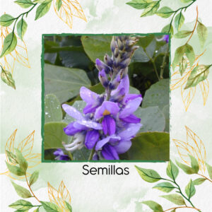 Semillas Orgánicas De Kudzu