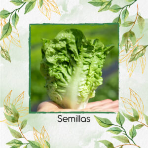 Semillas Orgánicas De Cogollo Europeo