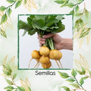 Semillas Orgánicas De Rábano Horus Amarillo