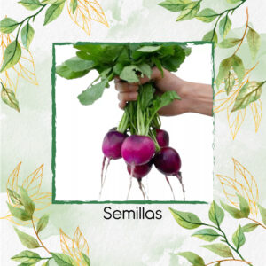 Semillas Orgánicas De Rábano Bacchus Morado