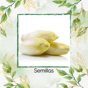 Semillas Orgánicas De Endivia