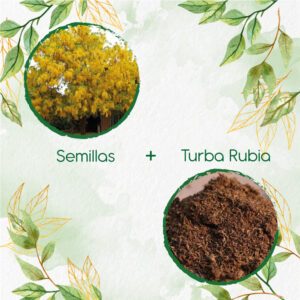 Kits De Siembra Para Lluvia De Oro