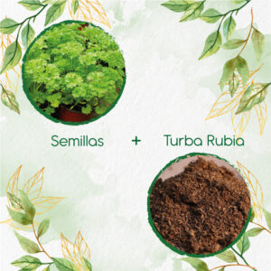 Kits De Siembra Para Perejil Rizado
