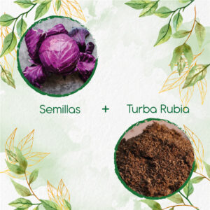 Kits De Siembra Para Repollo Morado