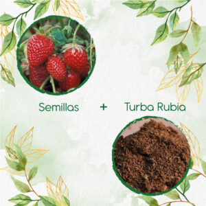 Kits De Siembra Para Fresa