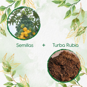 Kits De Siembra Para Papayuela