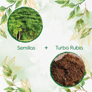 Kits De Siembra Para Moringa