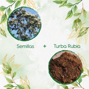 Kits De Siembra Para Nogal Cafetero