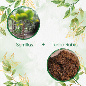 Kits De Siembra Para Palma Abanico