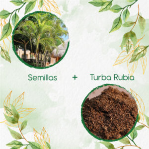 Kits De Siembra Para Palma Areca