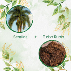 Kits De Siembra Para Palma Botella