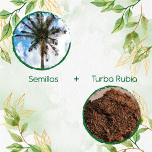 Kits De Siembra Para Palma De Cera