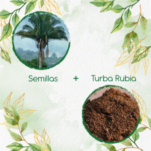 Kits De Siembra Para Palma Real O De Vino