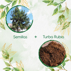 Kits De Siembra Para Pino Caribe