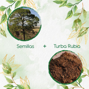 Kits De Siembra Para Pino Maximinoi