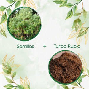 Kits De Siembra Para Pino Pátula