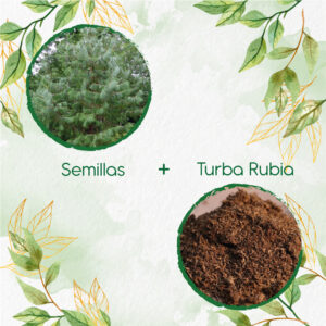 Kits De Siembra Para Pino Tecunumani