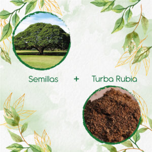 Kits De Siembra Para Samán