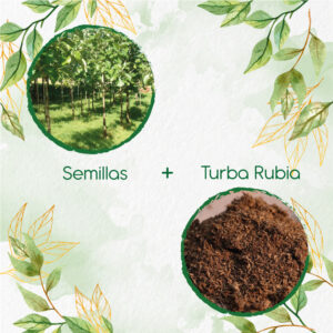 Kits De Siembra Para Teca Mejorada