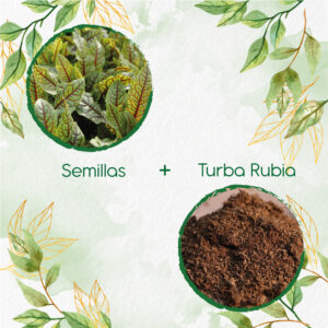 Kits De Siembra Para Acedera Roja