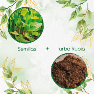 Kits De Siembra Para Acedera Verde