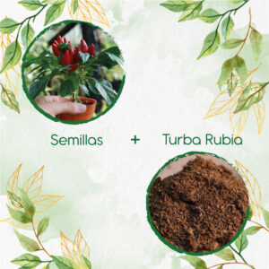 Kits De Siembra Para Ají Cayenne