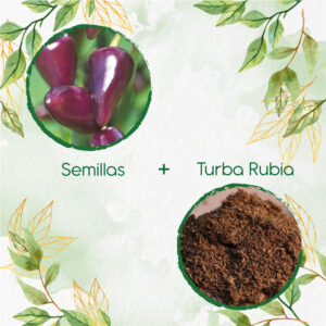 Kits De Siembra Para Ají Habanero Morado