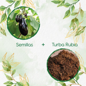 Kits De Siembra Para Berenjena