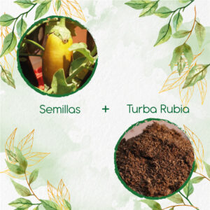 Kits De Siembra Para Berenjena Amarilla