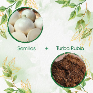 Kits De Siembra Para Cebolla Blanca