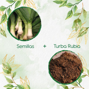 Kits De Siembra Para Cebolla Puerro