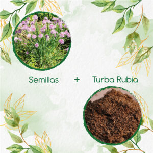 Kits De Siembra Para Cebollino