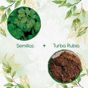 Kits De Siembra Para Cilantro Patimorado