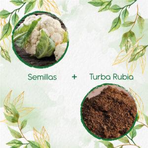 Kits De Siembra Para Coliflor