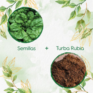 Kits De Siembra Para Espinaca Bloomsdale