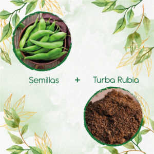 Kits De Siembra Para Habichuela