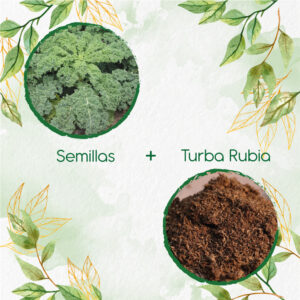 Kits De Siembra Para Kale