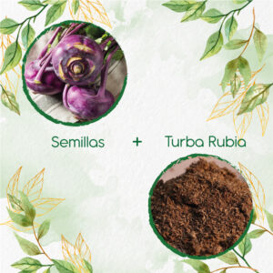 Kits De Siembra Para Kohlrabi Rojo