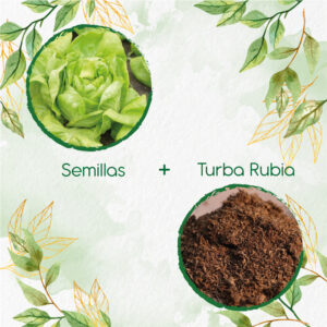 Kits De Siembra Para Lechuga Boston