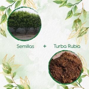 Kits De Siembra Para Limón Ornamental