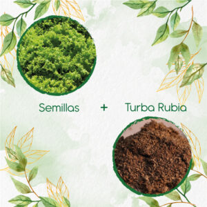 Kits De Siembra Para Lechuga Crespa