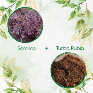 Kits De Siembra Para Mostaza Mizuna Roja Hoja Delgada